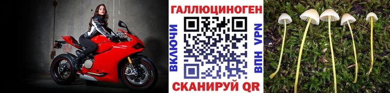 где купить наркотик  Приморск  Галлюциногенные грибы Psilocybine cubensis 